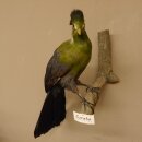 Turako (Bananenfresser) Vogel Präparat taxidermy mit Genehmigung 90.331.2