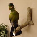 Turako (Bananenfresser) Vogel Präparat taxidermy mit Genehmigung 90.331.2
