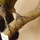 Turako (Bananenfresser) Vogel Präparat taxidermy mit Genehmigung 90.331.2