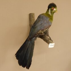 Turako (Bananenfresser) Vogel Präparat taxidermy mit Genehmigung 90.331.2