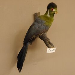 Turako (Bananenfresser) Vogel Präparat taxidermy mit Genehmigung 90.331.2