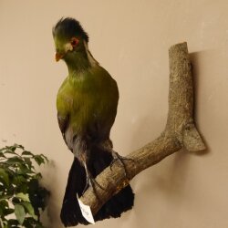 Turako (Bananenfresser) Vogel Präparat taxidermy mit Genehmigung 90.331.2
