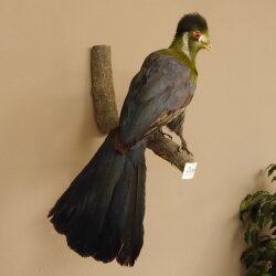 Turako (Bananenfresser) Vogel Präparat taxidermy mit Genehmigung 90.331.2