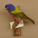 Papstfink Vogel Präparat präpariert taxidermy...