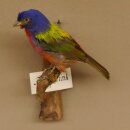 Papstfink Vogel Präparat präpariert taxidermy Tierpräparat