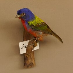 Papstfink Vogel Präparat präpariert taxidermy Tierpräparat