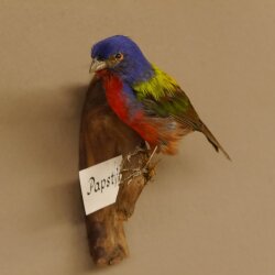 Papstfink Vogel Präparat präpariert taxidermy Tierpräparat