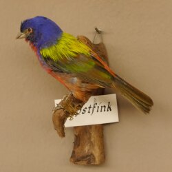 Papstfink Vogel Präparat präpariert taxidermy Tierpräparat