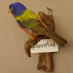 Papstfink Vogel Präparat präpariert taxidermy Tierpräparat