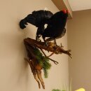 Birkhahn Hahn Ganzpräparat Präparat Höhe 70 cm mit Herkunftsnachweis 90.2.17