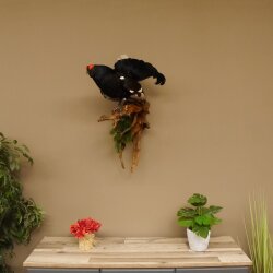 Birkhahn Hahn Ganzpräparat Präparat Höhe 70 cm mit Herkunftsnachweis 90.2.17
