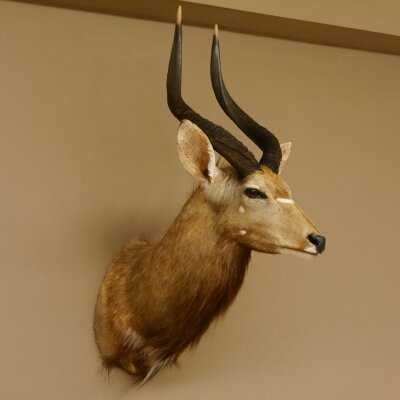 Nyala antilope kop HL 62 cm schouder preparaat Afrika Afrikaanse trofee 95.22.7