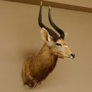 Nyala Antilope Kopf HL 62 cm Schulter Präparat...