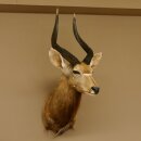 Nyala antilope kop HL 62 cm schouder preparaat Afrika Afrikaanse trofee 95.22.7