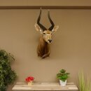 Nyala antilope kop HL 62 cm schouder preparaat Afrika Afrikaanse trofee 95.22.7