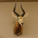 Nyala antilope kop HL 62 cm schouder preparaat Afrika Afrikaanse trofee 95.22.7