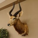 Nyala antilope kop HL 62 cm schouder preparaat Afrika Afrikaanse trofee 95.22.7