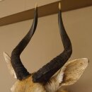 Nyala antilope kop HL 62 cm schouder preparaat Afrika Afrikaanse trofee 95.22.7