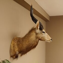 Nyala antilope kop HL 62 cm schouder preparaat Afrika Afrikaanse trofee 95.22.7