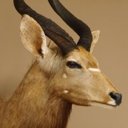 Nyala antilope kop HL 62 cm schouder preparaat Afrika Afrikaanse trofee 95.22.7