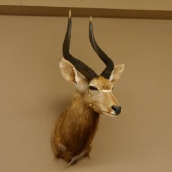 Nyala antilope kop HL 62 cm schouder preparaat Afrika Afrikaanse trofee 95.22.7