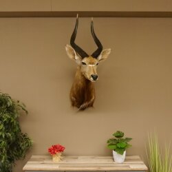Nyala antilope kop HL 62 cm schouder preparaat Afrika Afrikaanse trofee 95.22.7