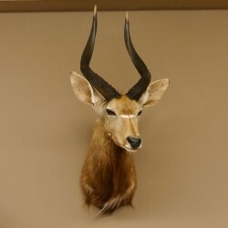 Nyala antilope kop HL 62 cm schouder preparaat Afrika Afrikaanse trofee 95.22.7