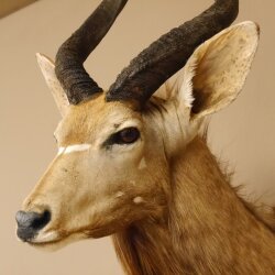Nyala antilope kop HL 62 cm schouder preparaat Afrika Afrikaanse trofee 95.22.7