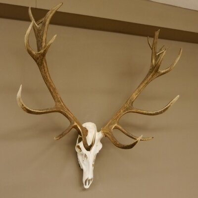 Rothirschgeweih unger. 18 ender Höhe 101 cm Stangen Hirschgeweih Hirsch 70.974