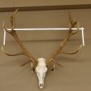 Rothirschgeweih unger. 18 ender Höhe 101 cm Stangen Hirschgeweih Hirsch 70.974