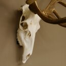 Rothirschgeweih unger. 18 ender Höhe 101 cm Stangen Hirschgeweih Hirsch 70.974