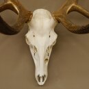 Rothirschgeweih unger. 18 ender Höhe 101 cm Stangen Hirschgeweih Hirsch 70.974