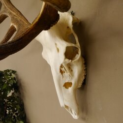 Rothirschgeweih unger. 18 ender Höhe 101 cm Stangen Hirschgeweih Hirsch 70.974