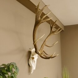 Rothirschgeweih unger. 18 ender Höhe 101 cm Stangen Hirschgeweih Hirsch 70.974