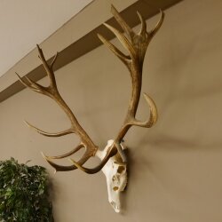 Rothirschgeweih unger. 18 ender Höhe 101 cm Stangen Hirschgeweih Hirsch 70.974