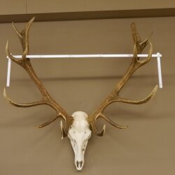 Rothirschgeweih unger. 18 ender Höhe 101 cm Stangen Hirschgeweih Hirsch 70.974