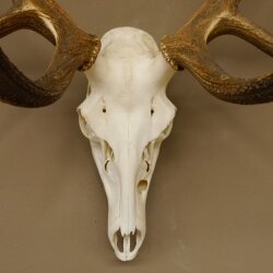 Rothirschgeweih unger. 18 ender Höhe 101 cm Stangen Hirschgeweih Hirsch 70.974