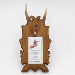 Corna di capriolo Copia Corna da record Peso delle corna 1031 g Inghilterra meridionale 1974 Corna Capriolo maschio Capriolo