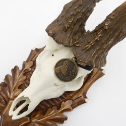 Corna di capriolo Copia Corna da record Peso delle corna 1031 g Inghilterra meridionale 1974 Corna Capriolo maschio Capriolo