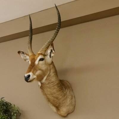 Waterbuck (Kobus ellipsiprymnus) HL 68 cm Head and shoulders specimen