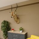 Waterbuck (Kobus ellipsiprymnus) HL 68 cm Head and shoulders specimen