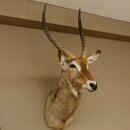 Wasserbock (Kobus ellipsiprymnus) HL 68 cm Haupt Kopf...