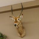 Waterbuck (Kobus ellipsiprymnus) HL 68 cm Head and shoulders specimen