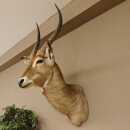 Waterbuck (Kobus ellipsiprymnus) HL 68 cm Head and shoulders specimen