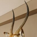 Waterbuck (Kobus ellipsiprymnus) HL 68 cm Head and shoulders specimen