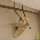 Waterbuck (Kobus ellipsiprymnus) HL 68 cm Head and shoulders specimen