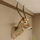 Waterbuck (Kobus ellipsiprymnus) HL 68 cm Head and shoulders specimen