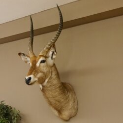 Waterbuck (Kobus ellipsiprymnus) HL 68 cm Head and shoulders specimen