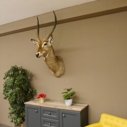 Waterbuck (Kobus ellipsiprymnus) HL 68 cm Head and shoulders specimen