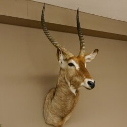 Waterbuck (Kobus ellipsiprymnus) HL 68 cm Head and shoulders specimen